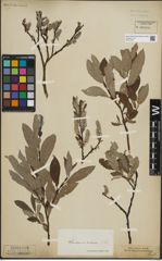 Foto von Salix lapponum L. x Salix silesiaca Willd.